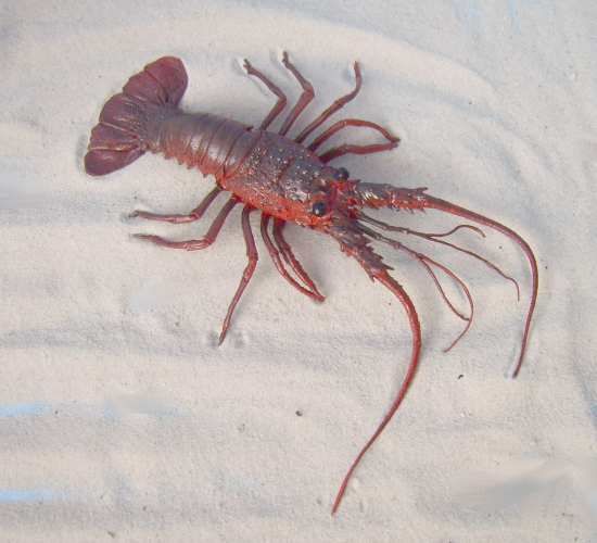 Hummer_aus_Plast_4e1ffbd2da42e.jpg